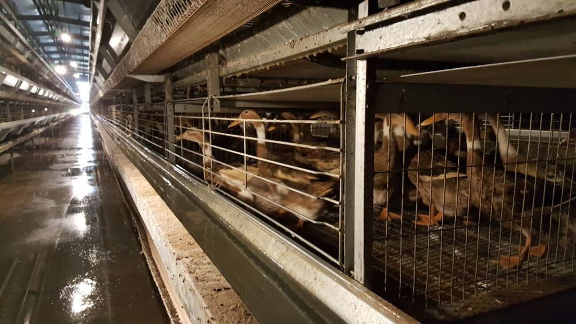 Heet Ondergedompeld Gegalvaniseerd Gevogelte Duck Cage/Antiroestgevogeltekooi voor Eieenden