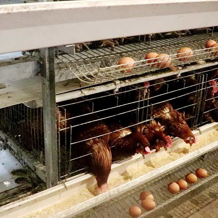 Krachtig een de Kippenkooi van de Typelaag voor het Ei van het Grote Schaallandbouwbedrijf Verkopen Gemakkelijk schoon te maken
