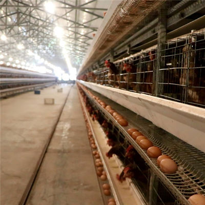 3 rij 96 Vogels/de Vastgestelde Kooi van de Laagkip met het Voeden en Ei die Systeem verzamelen