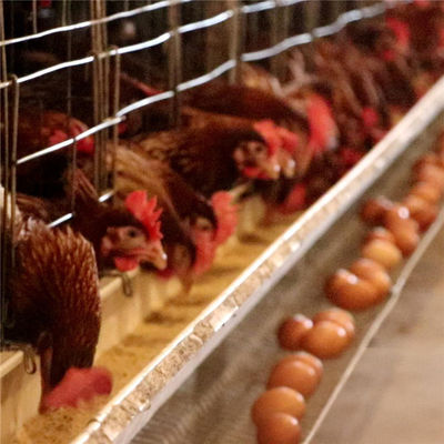 Q235 het Type van Staaldraad H Ondergedompeld Batterijkooien Heet Gegalvaniseerd 128 Vogels 4 Rij