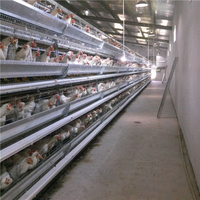 Baby Chick Cage die H van één Dag de Oude 5 Deur 4 Rijen voor Kippen broeden