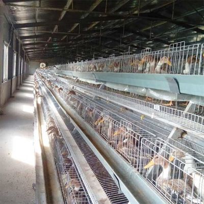 Hoog - kwaliteitsgevogelte Duck Cage, u-de Batterij Duck Cage For Sale van het Vormstaal