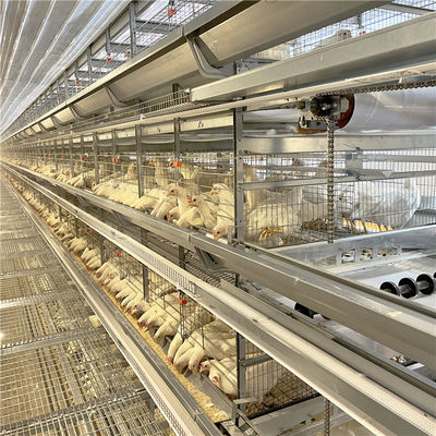 Pluimveehouderij gegalvaniseerde de Kippenkooi van de Eilaag voor 5000 Vogels