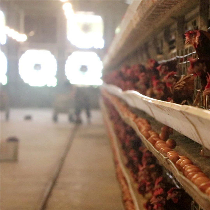 3 rij 96 Vogels/de Vastgestelde Kooi van de Laagkip met het Voeden en Ei die Systeem verzamelen
