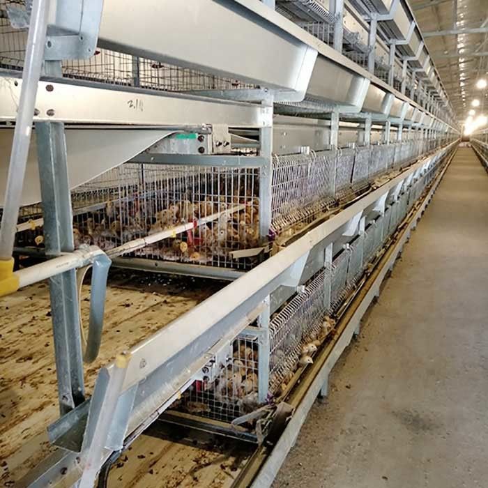 Automatische Kooi voor Kuikens, van het de Laaggevogelte van de 264 Vogelscapaciteit het Landbouwbedrijfkooi