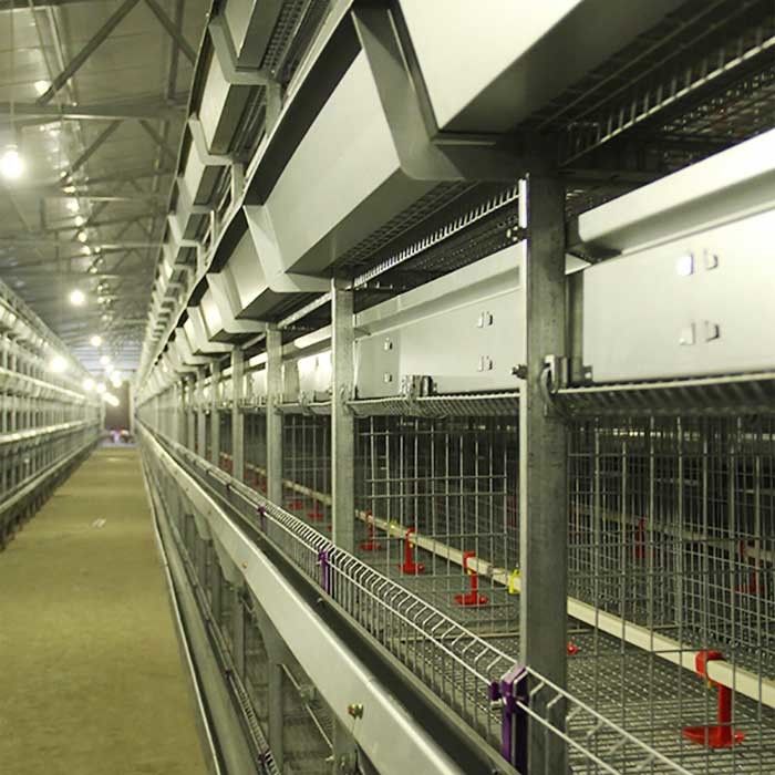 De Kooidraad van de pluimveehouderijkip, Bestand High-tech Kippenkooi Op hoge temperatuur