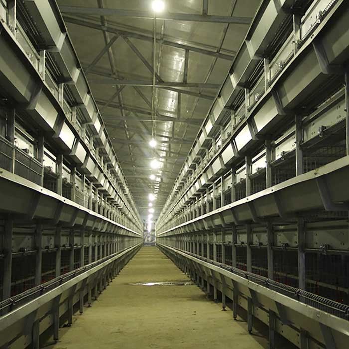 Minder Binnen de Kippenkooi van de Voerverspilling, de Auto het Voeden Kooi van het Gevogeltelandbouwbedrijf