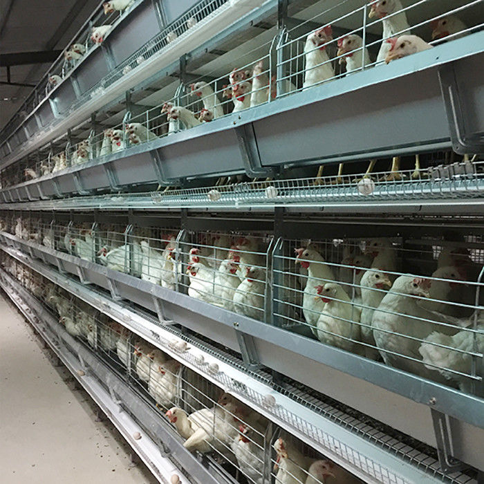 4 - 8.5m de Opheffende Controle van de de Kooibatterij van de Gevogeltekip met Autoeicollector