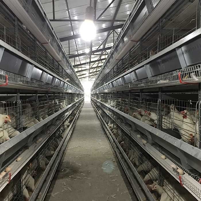 4 - 8.5m de Opheffende Controle van de de Kooibatterij van de Gevogeltekip met Autoeicollector