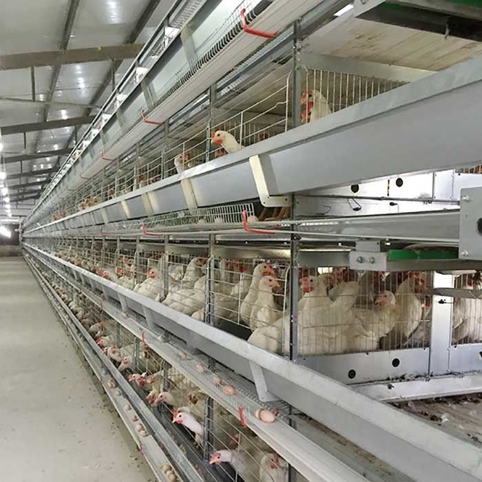 Landbouwbedrijf die van het de Kooihoge rendement van de Laagkip de Arbeidsbesparing met Verlichting opheffen