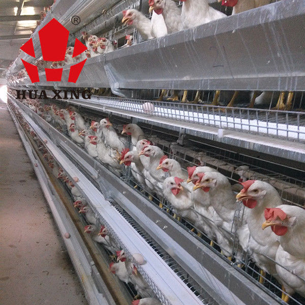 192 fokt de vogels volledig Automatische Baby Chick Battery Poultry Cage For Kip