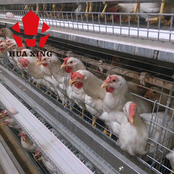 Kooifabrikant 90 - 160 Vogels Hete Gegalvaniseerde het Leggen Hen Farming Equipments Layer Chicken Kooi