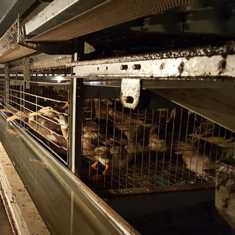 H Type Heet Gegalvaniseerd de Laagei Duck Poultry House Cages Egg Duck Cage van 3/4tiers