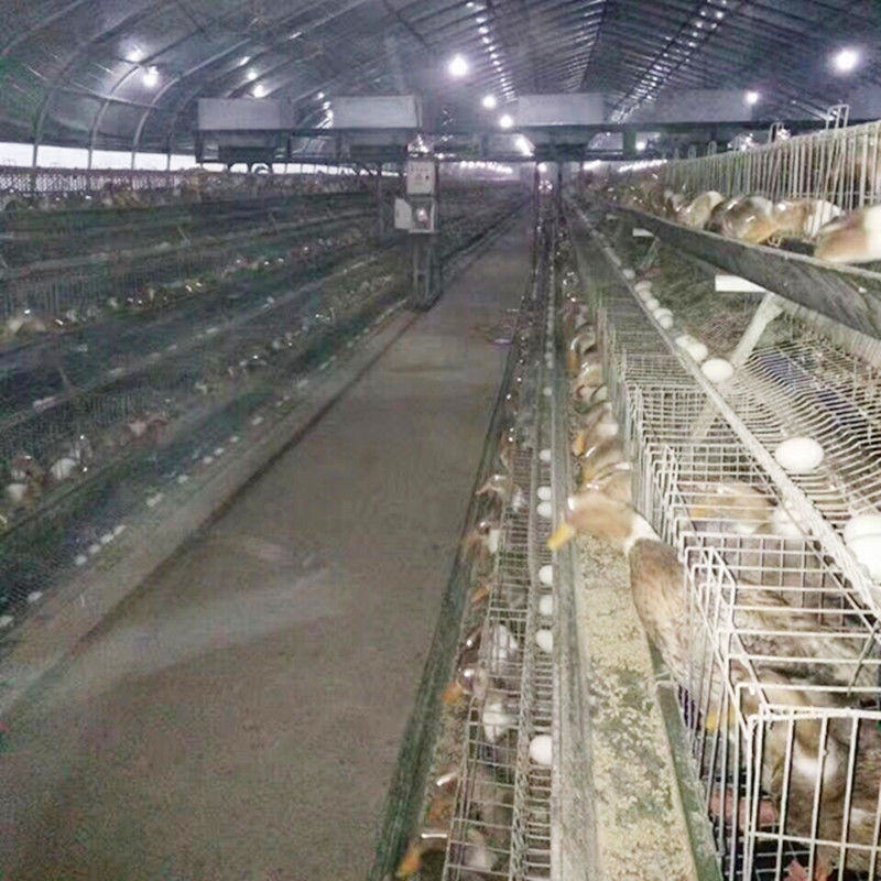 Duck Farming Battery Type Cage, Automatisch Duck Farming Cages For Sale