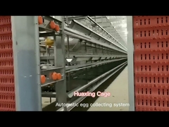 Metal H Type Layer Chicken Cage Auto For Poultry Farm